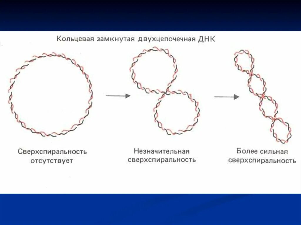 Двухцепочечная Кольцевая ДНК. Замкнутая Кольцевая ДНК. Кольцевая молекула ДНК. Кольцевая ДНК строение.