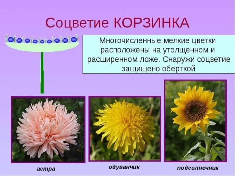 Мелкие цветки сложноцветных собраны. Семейство Сложноцветные одуванчик лекарственный. Соцветие сложноцветных растений.