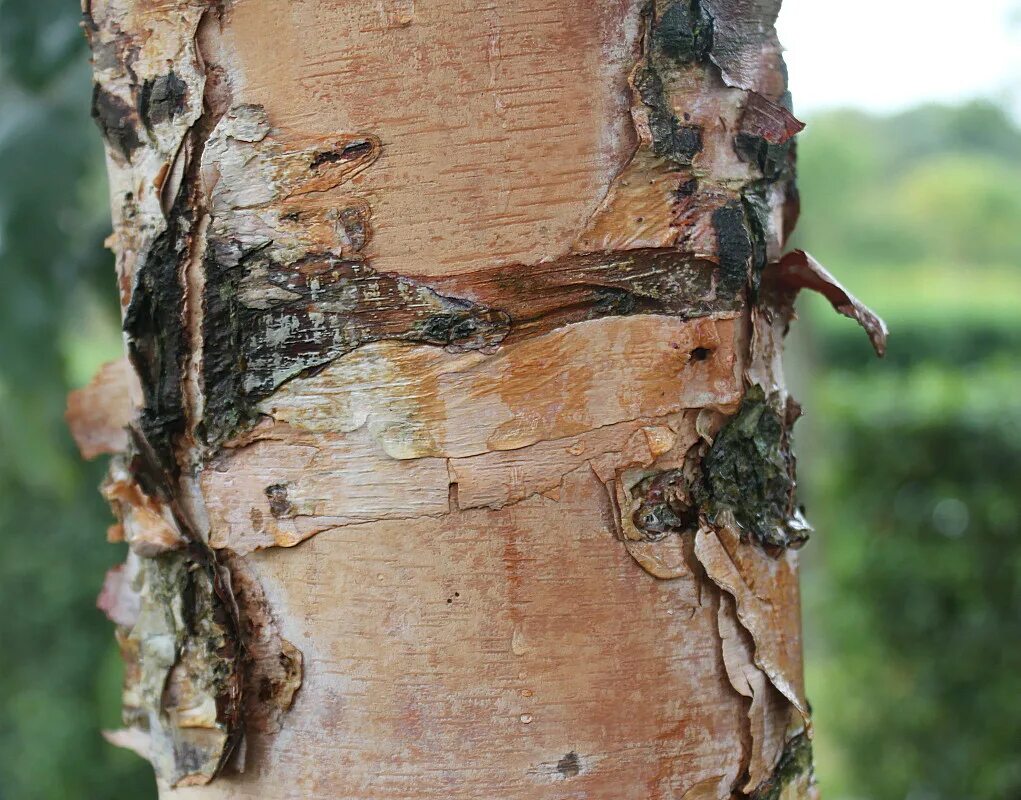 Betula nigra - Image of an specimen - Plantarium