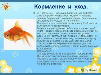 Особенности золотой рыбки