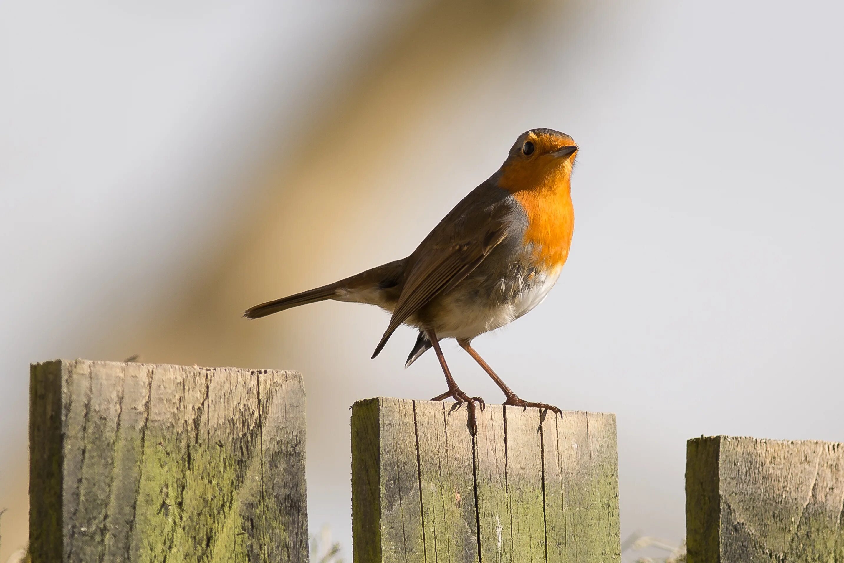 Птицы пение лучшее. Birds singing. Слух птиц. Пение птиц слушать. Singing Bird picture.