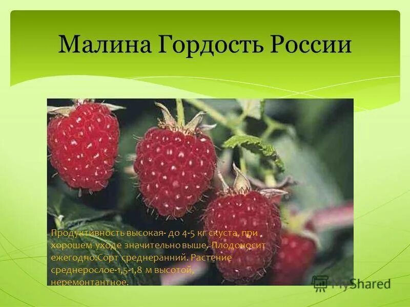 Гордость россии малина описание сорта отзывы садоводов. Малина крупноплодная гордость России. Малина исполин гордость России. Малина сорт гордость России. Малина сорт исполин.