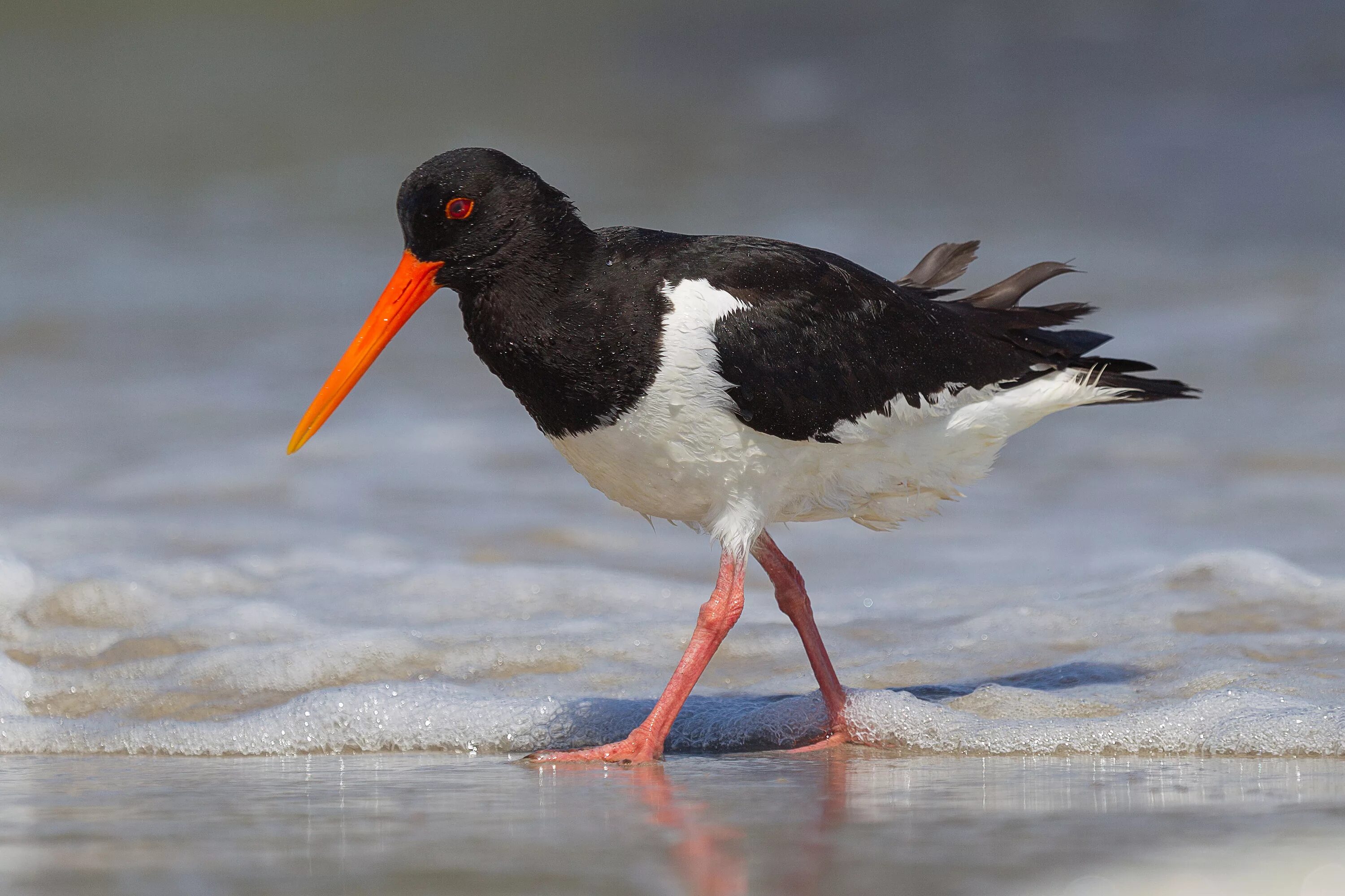 Кулик-сорока Haematopus ostralegus. Кулик сорока (материковый подвид). Обыкновенный Кулик-сорока. Кулик сорока птица.