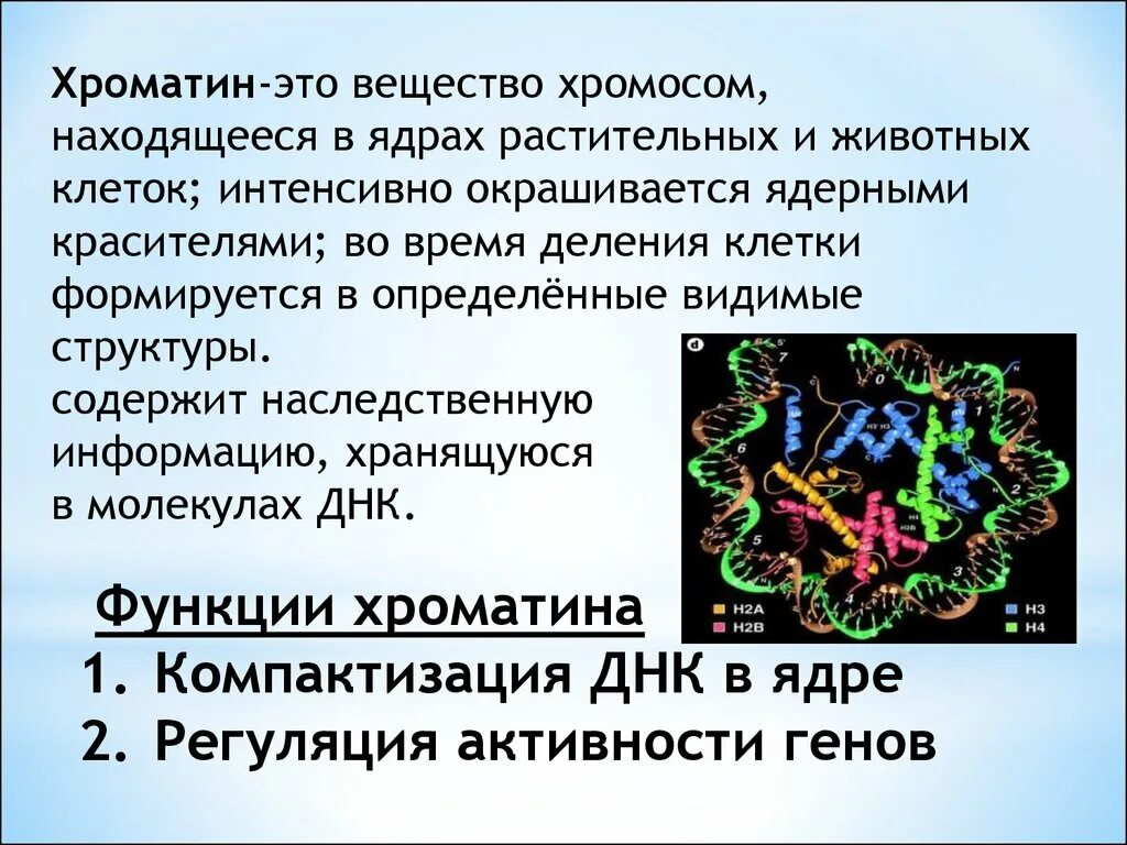 Ядро содержит наследственную информацию. Хроматин. Хроматин функции. Функции хроматина в ядре. Строение ядра хроматин.