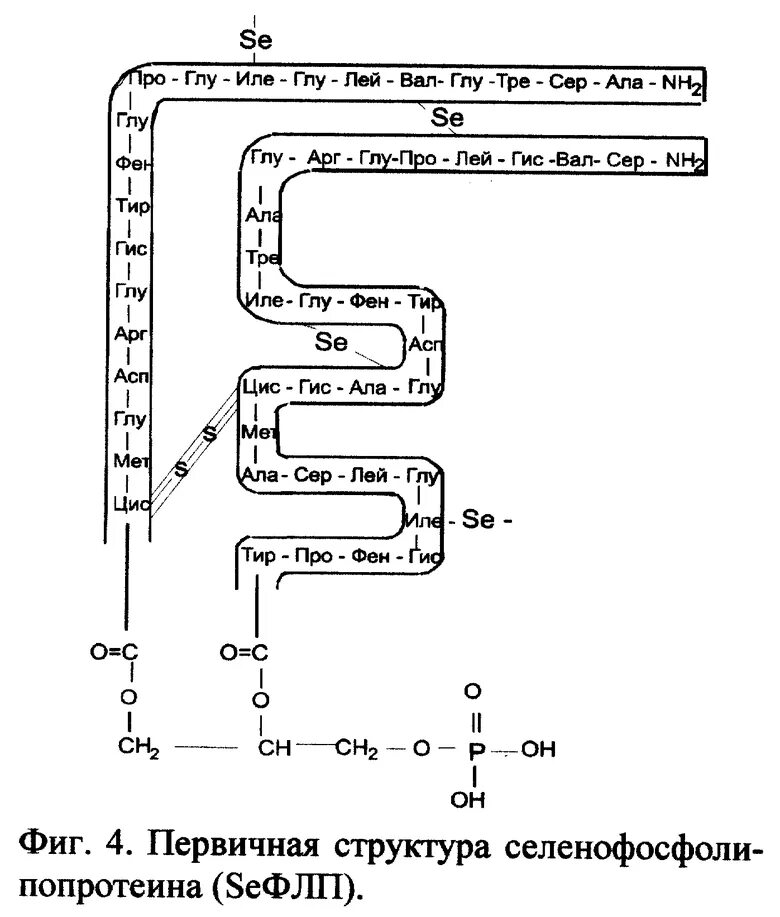 Глу вал лей. Глу - тир - про -ГИС - ала.