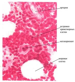 Красная костная ткань