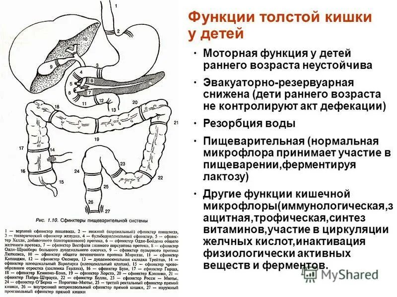 Средства для пациентов с нарушением дефекации. Правильная поза при дефекации. Кормление тяжелобольного с ложки и поильника алгоритм. Правильная поза для дефекации при запоре. Кормление тяжелобольного с ложки и поильника алгоритм.