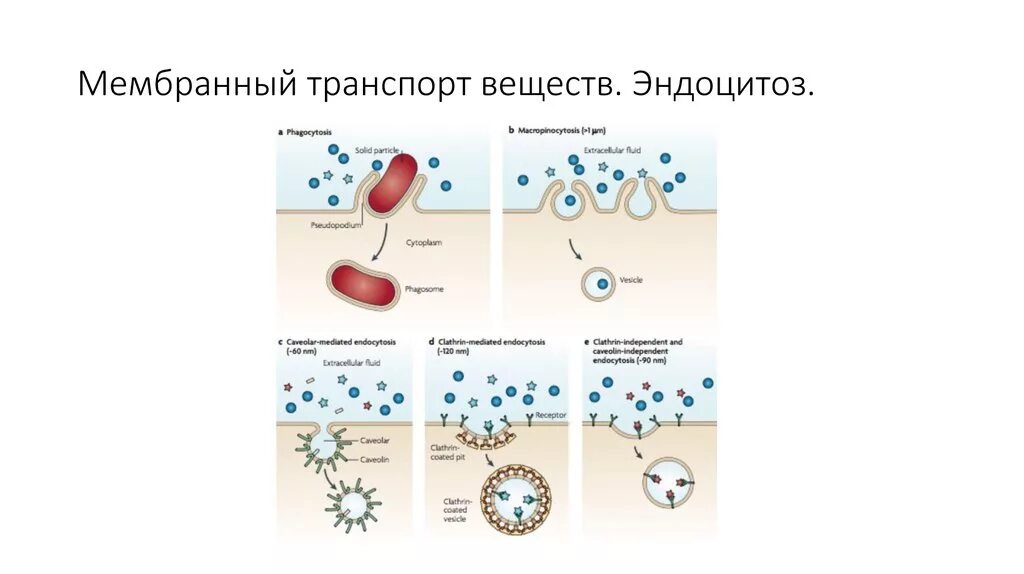 Эндоцитоз транспорт. Мембранный транспорт эндоцитоз. Классификация мембранного транспорта. Эндоцитоз. Мембранный транспорт схема.