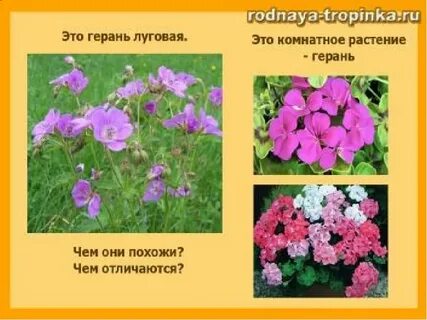 Значение цветов герань