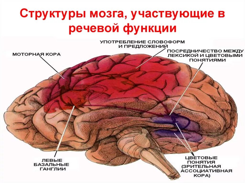 Строение и функции центрального. Центральный отдел речевого аппарата анатомия. Структура мозга. Центральный и периферический отделы речевого аппарата. Центральный и периферический речевой аппарат.