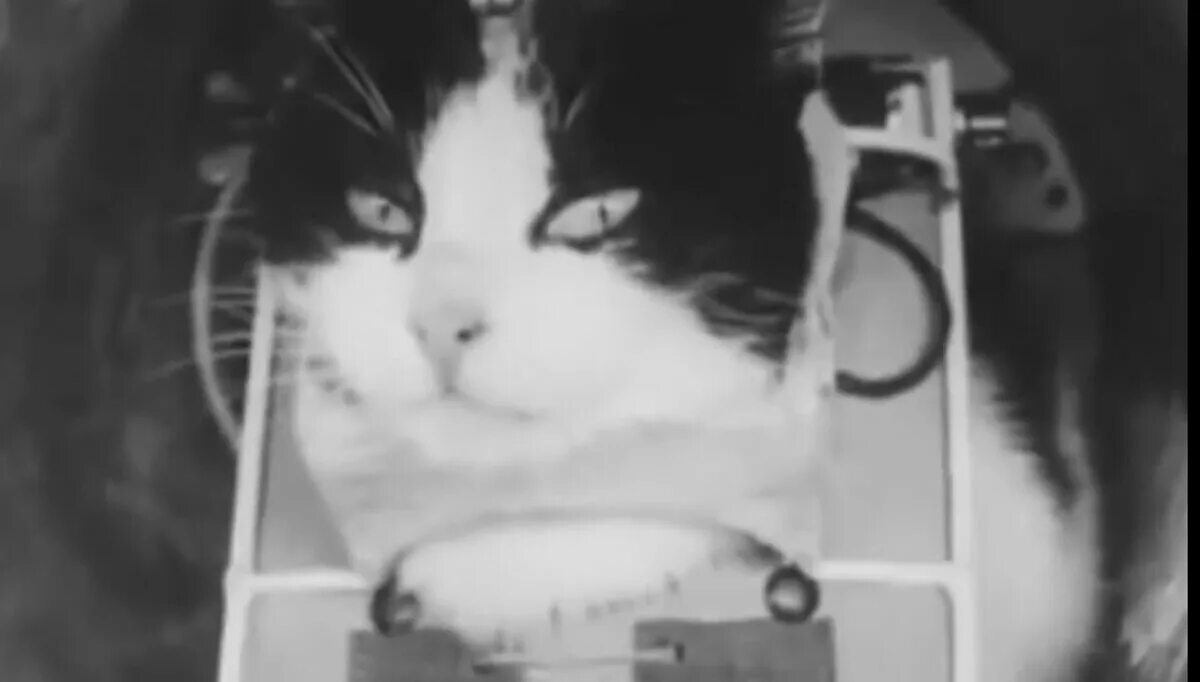 Кошка полетевшая в космос. 18 Октября 1963 года Франция кошка Фелисетт. Кошка Фелисетта в космосе. Первая кошка в космосе Фелисетт.