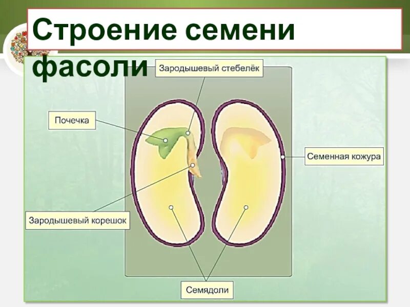 Почечка функции. Строение двудольного семени фасоли. Строение семени фасоли и пшеницы 6 класс. Зародышевый корешок строение. Строение семени фасоли зародышевый корешок.