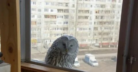 Филин в городе