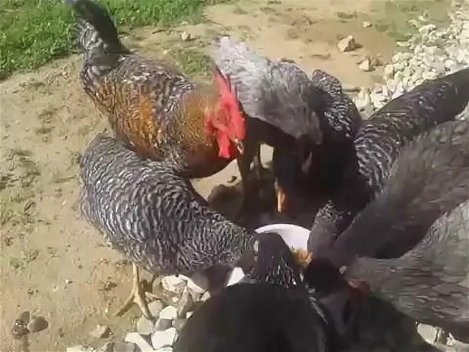 Можно ли давать курицам виноград. Можно ли давать курам картофельные очистки. можно ли курам очистки от картошки вареные.