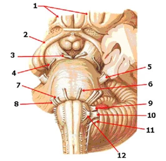 Промежуточный черепной нерв. Продолговатый мозг Неттер. Перешеек ромбовидного мозга анатомия. Продолговатый мозг в черепе. Ромбовидная ямка на черепе.