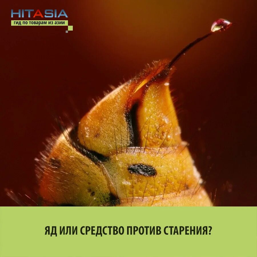 Шершень большой. К чему снятся осы во сне. Перепончатокрылые шмель. Металлическая пчела. К чему снится жало.
