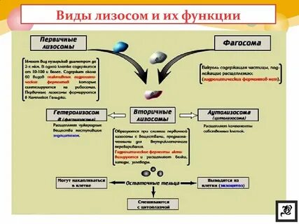 К функциям лизосом относится