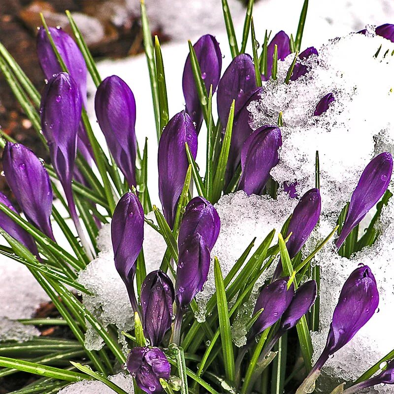 Пусть цветы цвету в самых. Спирея белая. Акация сакура. Пусть в душе. Космея синяя.