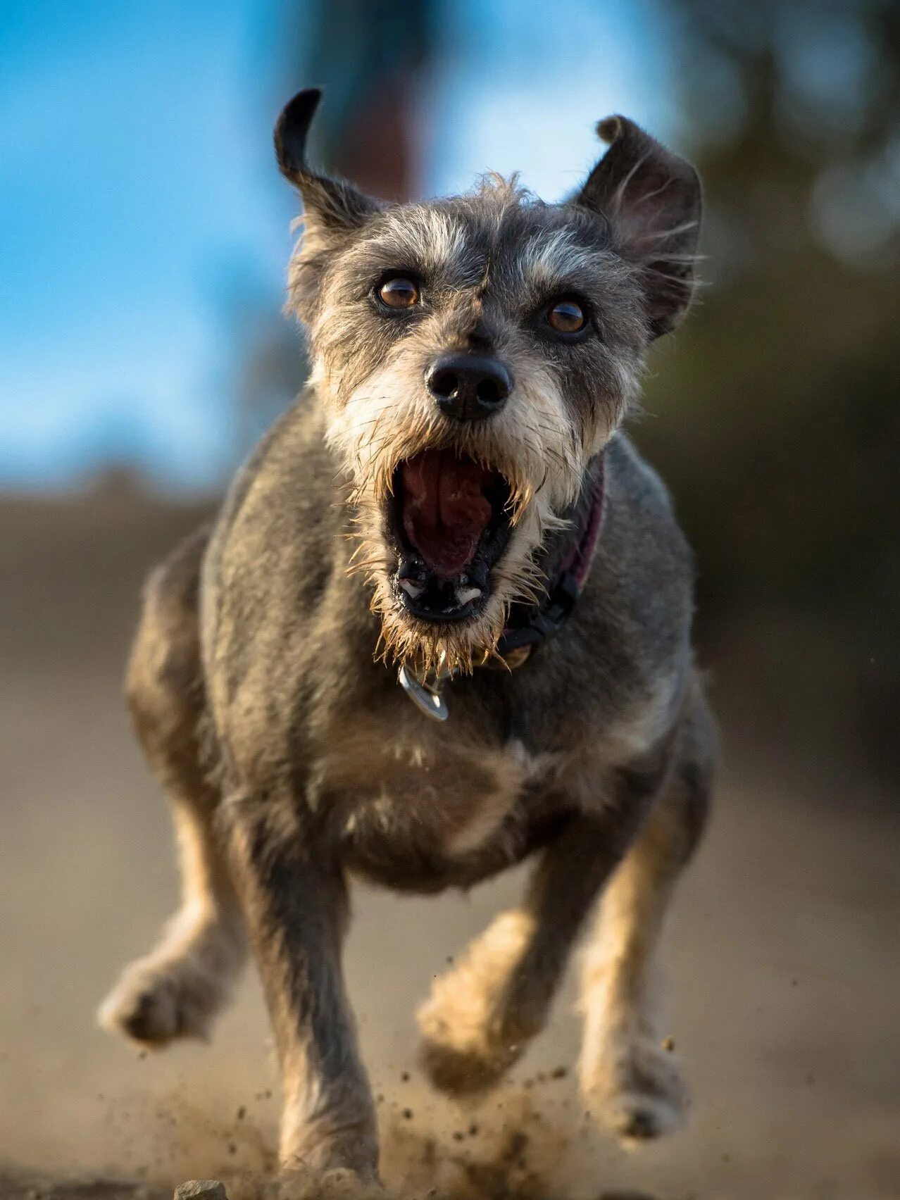 Собака бежит. Ротвейлер зкс. Злая собака бежит. Злая собака. Ротвейлер собака убийца.