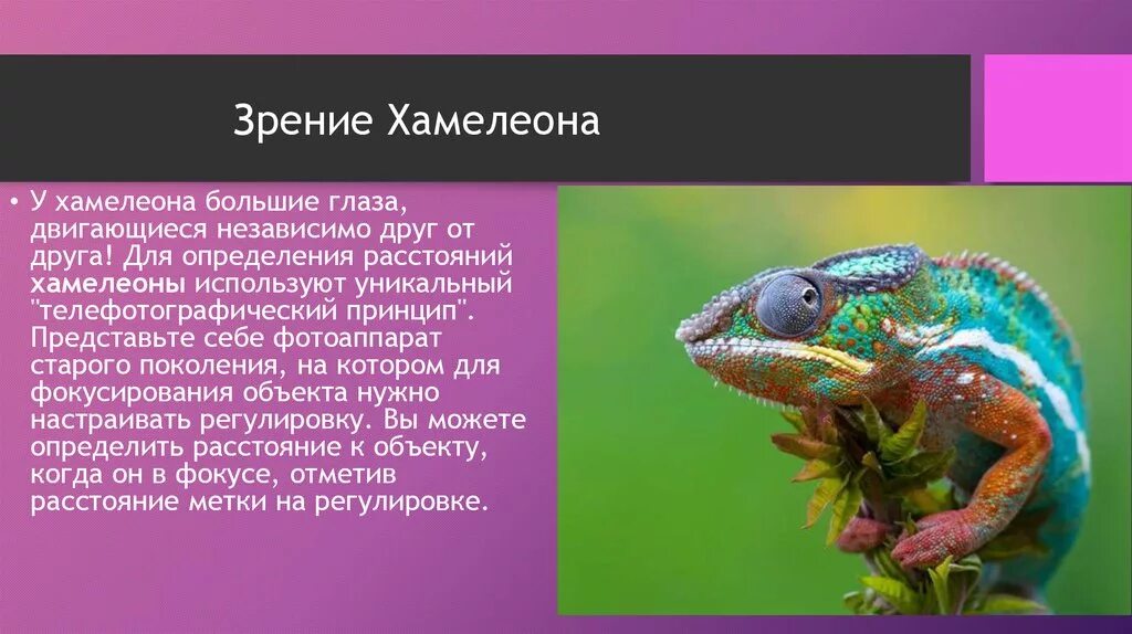 Хамелеон том 2 читать полностью. Хамелеон. Интересные факты о хамелеонах. Сообщение о хамелеоне. Хамелеон презентация.