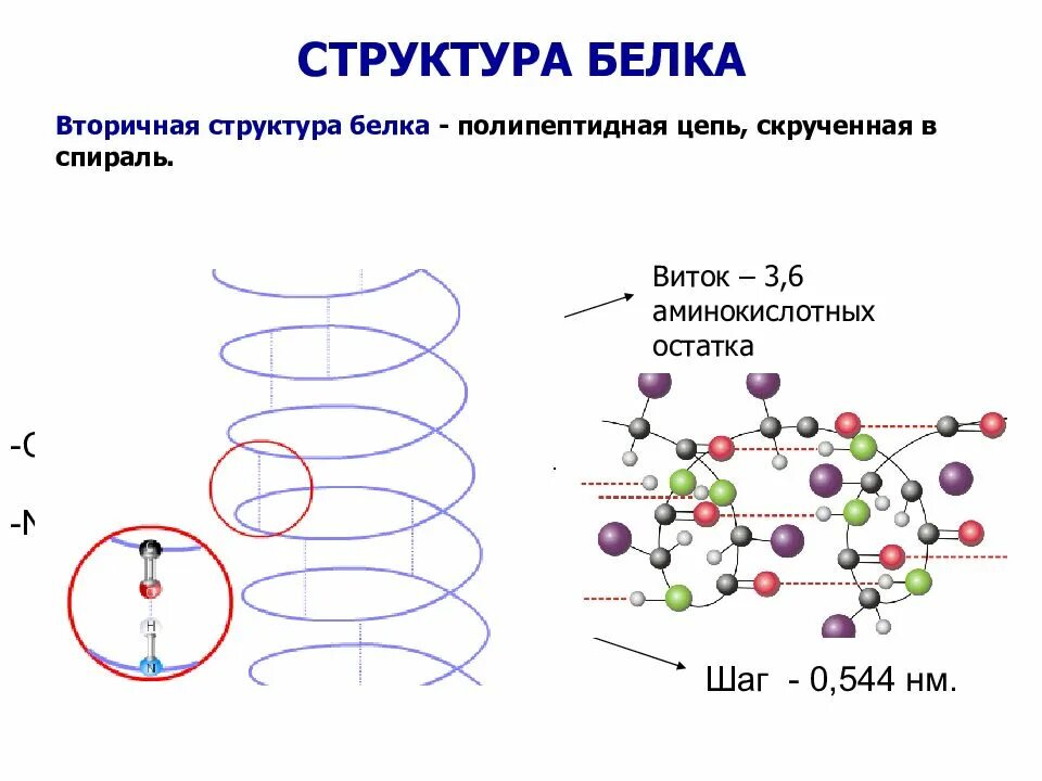 Вторичная структура белка Альфа. Бета спираль вторичной структуры белка. Строение вторичной структуры белка. Альфа спираль вторичной структуры белка. Б спираль белка