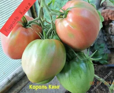 Семена король кинг
