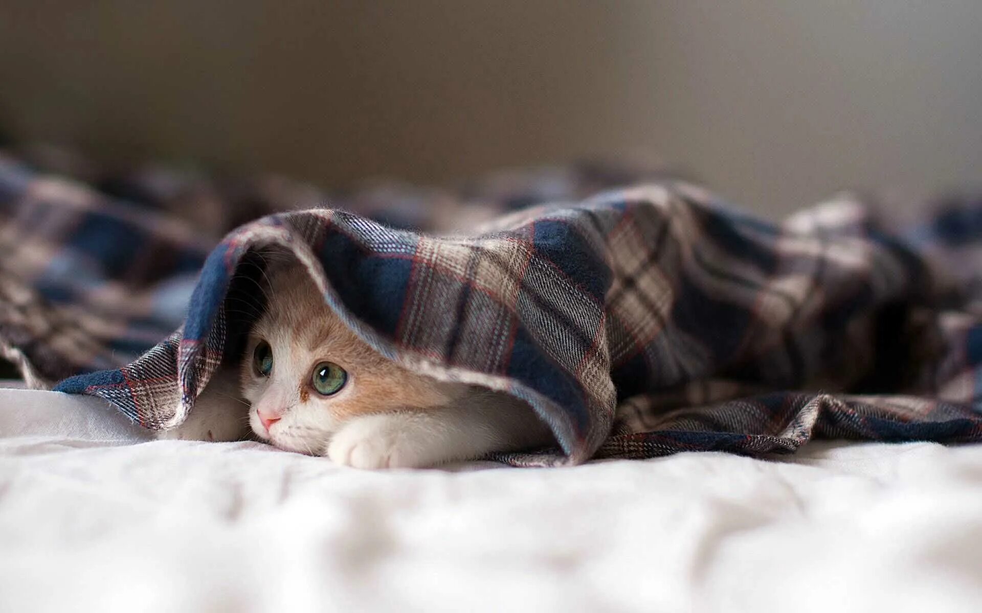 Под одеялом теплее. Кот под одеялом. котик под пледом. милые кошки. кот в одеяле.