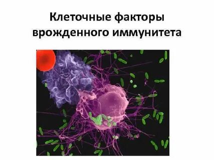 Макрофаг факторы