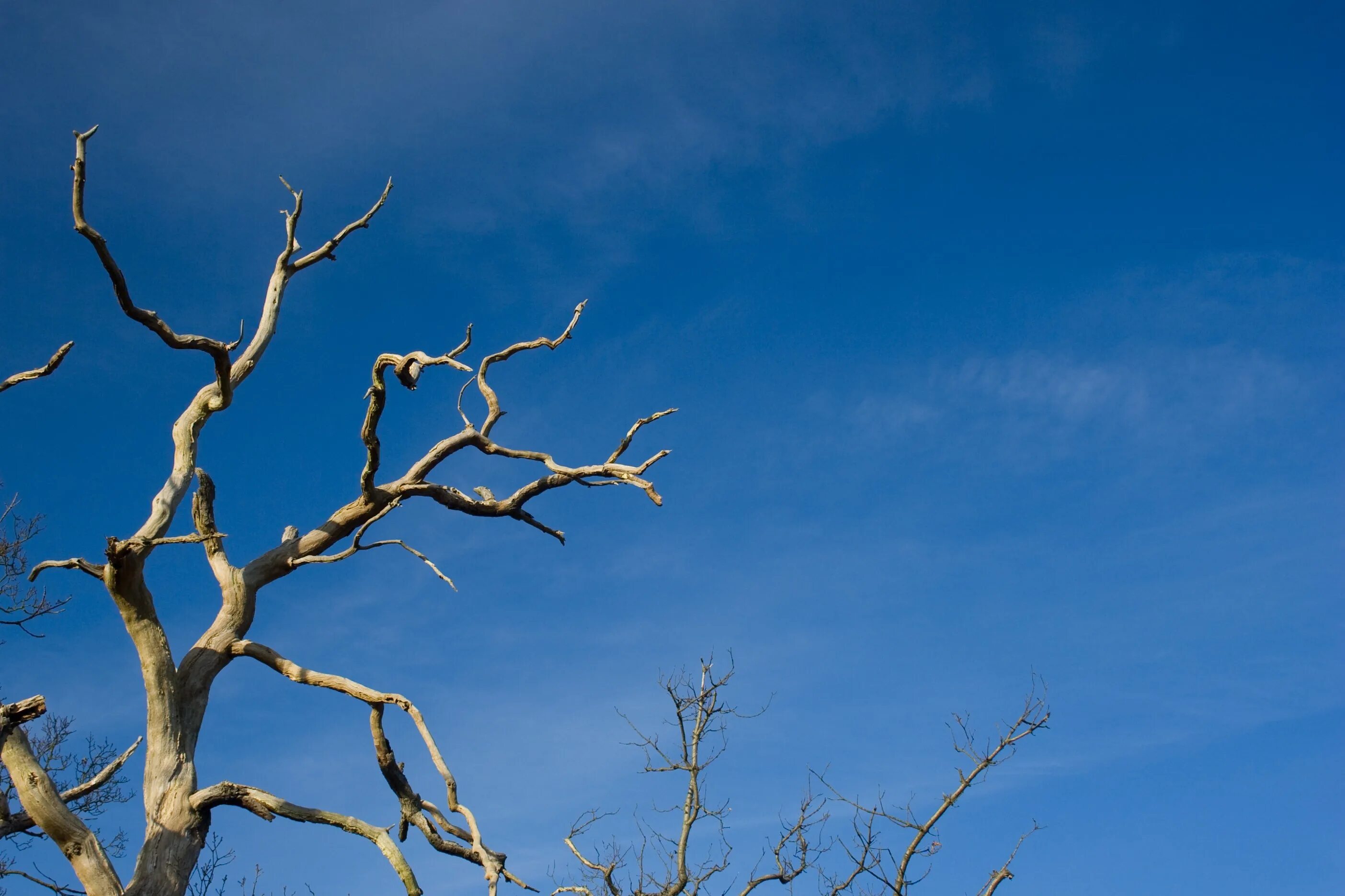 Сухое дерево. Dry tree. Кривое дерево. Сухое дерево. Dry tree.