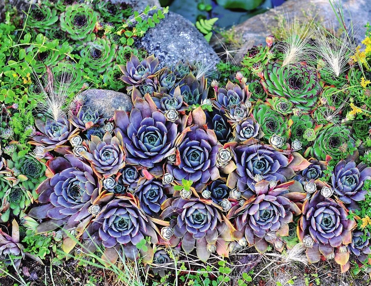 Как ухаживать за каменной. Альпийская живучка Sempervivum. Суккуленты молодило семпервивум.