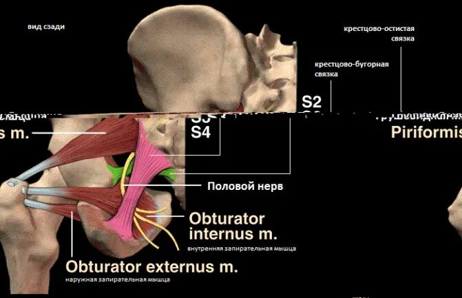Невропатия полового нерва. Электронейромиография полового нерва. Анатомия полового нерва. Защемление полового нерва. Бедренно половой нерв.