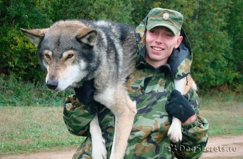 Волкособ с овчаркой. Волкособ гибрид волка. Американский волкособ. Порода собак волкособ гибрид волка.