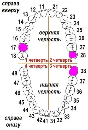 Нумерация зубов в стоматологии схема у взрослых. Номера зубов. Нумерация зубов. Зубы по номерам в стоматологии у взрослых схема. Номера зубов в стоматологии.