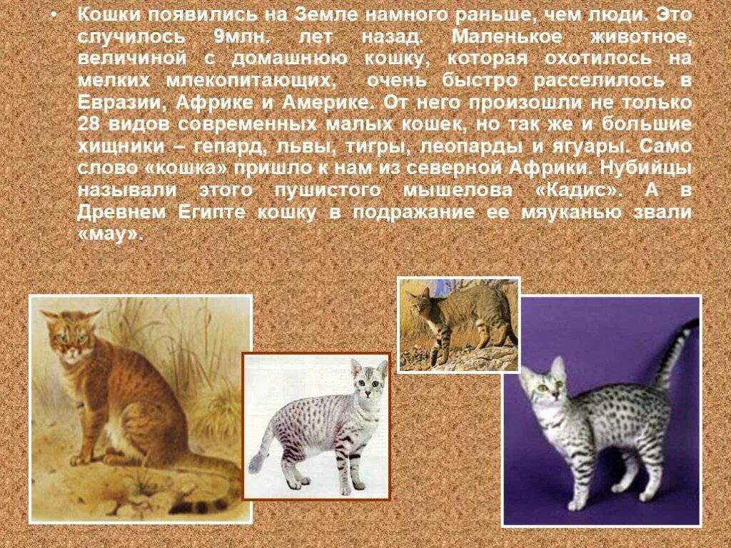 Происхождение домашней кошки. Откуда произошли домашние кошки. Одомашнивание кошек. Происхождение кошек на земле. Когда появились 1 кошки