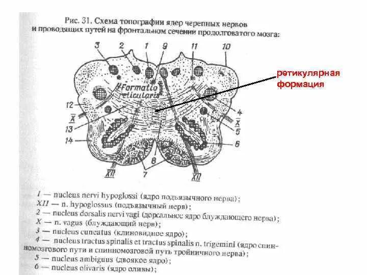 Каким номером на рисунке обозначен продолговатый мозг. Ядра продолговатого мозга схема. Поперечный срез продолговатого мозга. Разрез продолговатого мозга схема. Строение продолговатого мозга срез.