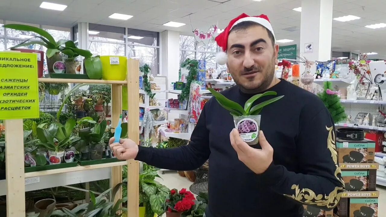 Орхорай. Орхорай в кореновске. магазин орхорай. радж орхидеи орхорай. магазин орхорай кореновск.