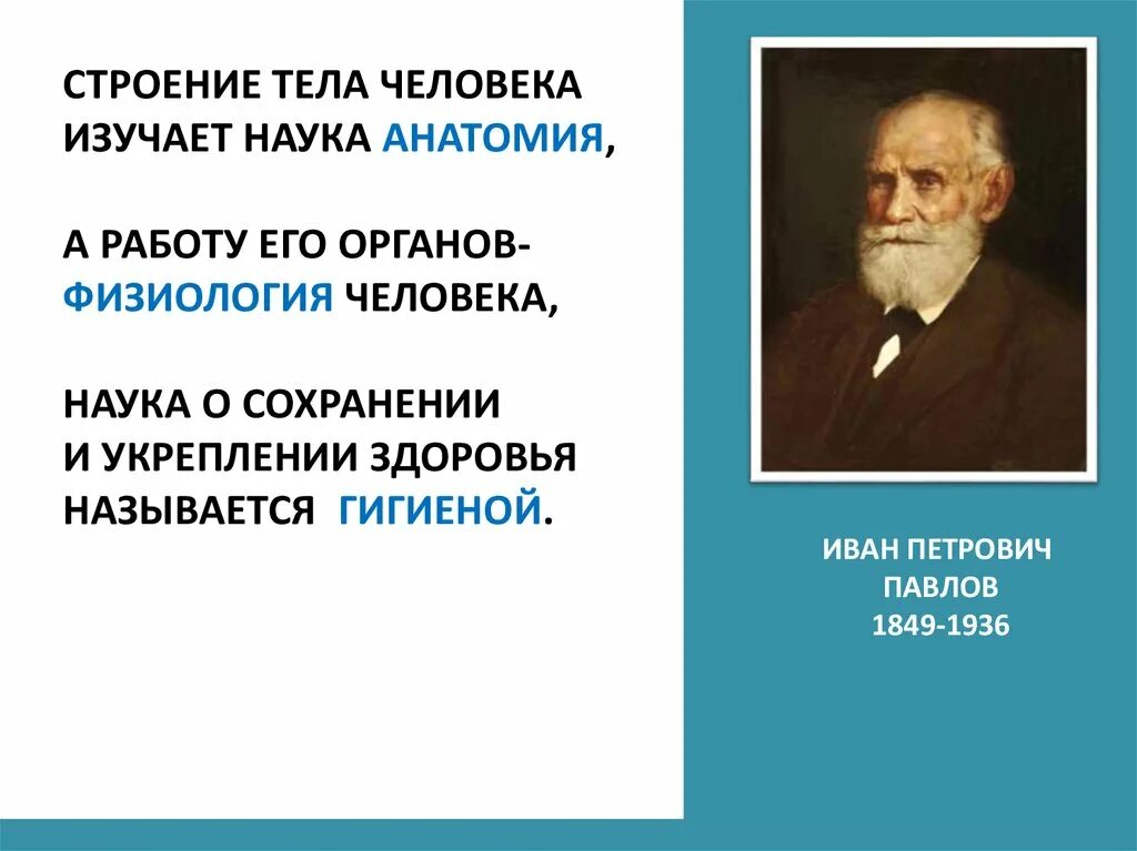 Наука изучающая строение тела человека. Строение тела человека изучает наука анатомия. Учёные изучавшие анатомию человека. Ученые изучающие организм человека.