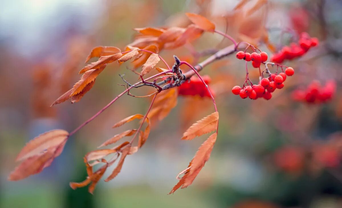 Сентябрь багряной веткой ивы. Осенние рябины дождь. Рябина с желтыми листьями. Калина осень дождь. Листья облетели рябина.