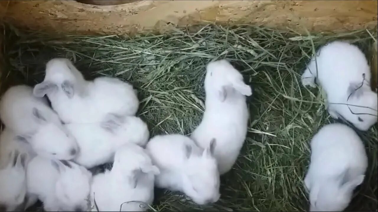 Через сколько рожают кролики. Белые крольчата в гнезде.