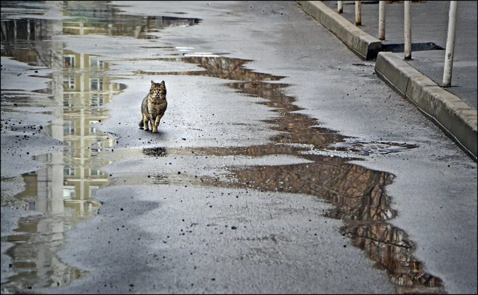 Кошка пробежала фразеологизм. 29 февраля день гуляющих самих по себе. Произведения кошка которая гуляла сама по себе. 29 февраля день гуляющих самих по себе. Кот который гулял сам по себе 1968.