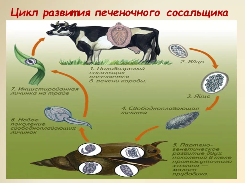 Цикл развития печеночного сосальщика. Цикл развития печёночного сосальщикка. Жизненный цикл печеночного сосальщика 7 класс. Цикл размножения печеночного сосальщика.