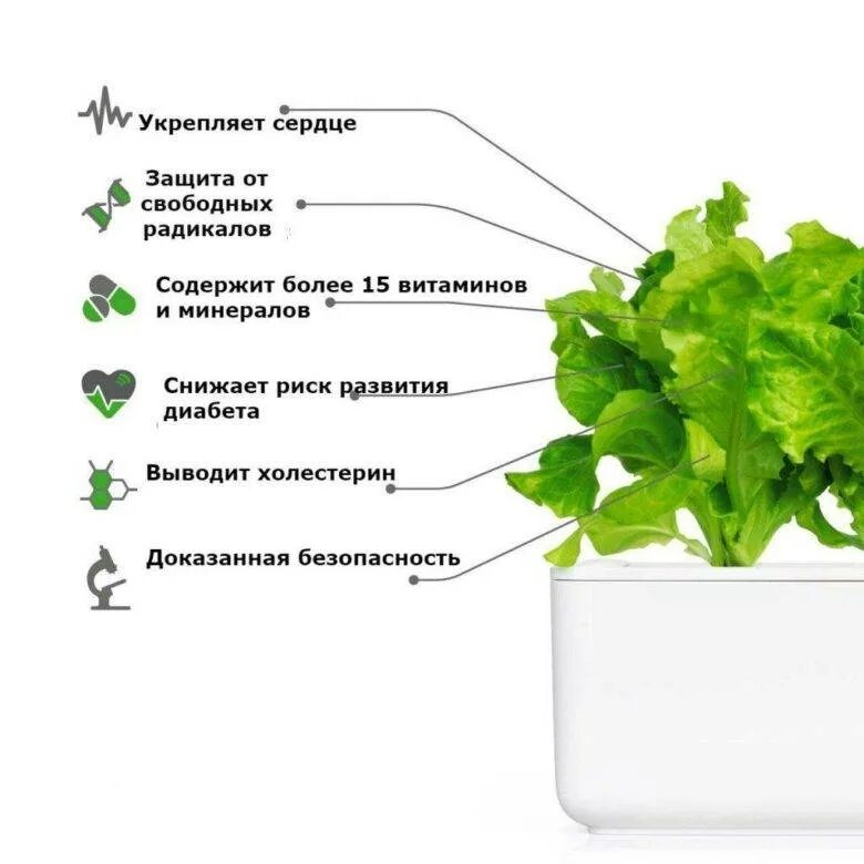Сколько можно есть салата. Салат латук листовой характеристики. Руккола Кресс латук. Листья салат латук и Кресс салат. Салатный лист полезные.