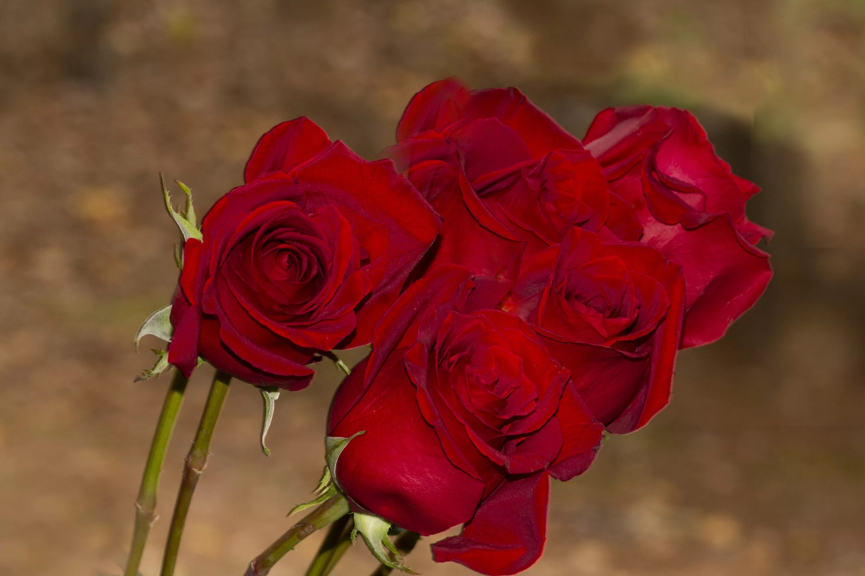 Красные розы. Букет алых роз. Букет красных роз. Красивые Алые розы.