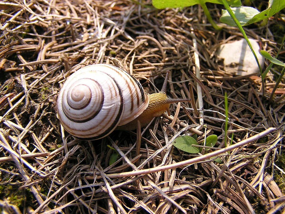 Полосатая улитка. Австрийская цепея. Cepaea Vindobonensis. Цепея (Cepaea). Австрийская цепея улитка.