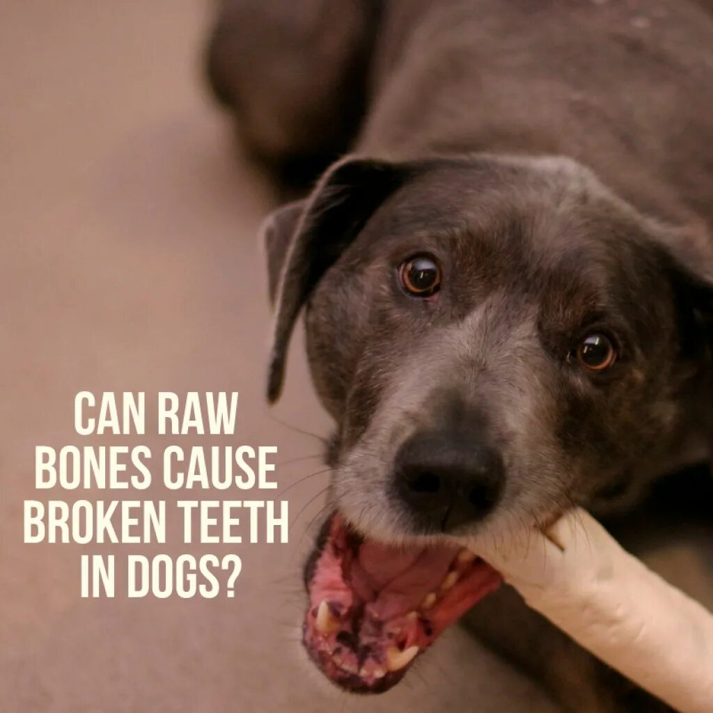 Почему собаки любят кости. Собака собака любит косточки.
