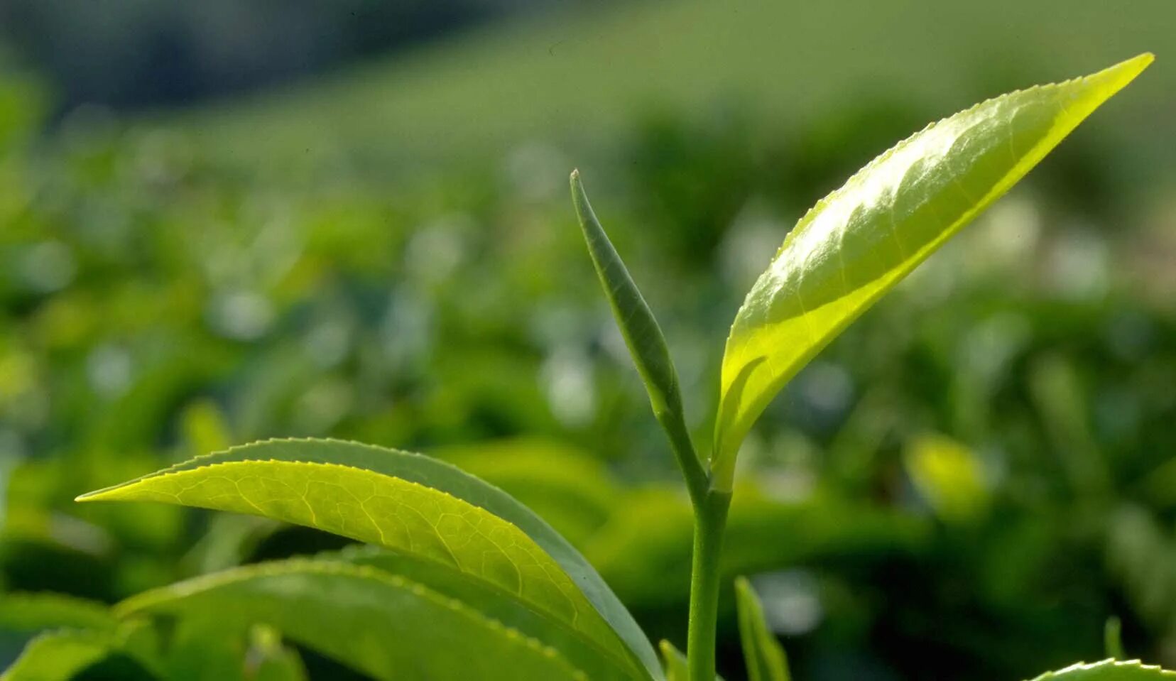 Листья чая китайского. Зеленый чай (Camellia sinensis). Чайные плантации Камелия Синенсис. Camellia sinensis листья. Листья чайного дерева Camellia sinensis.