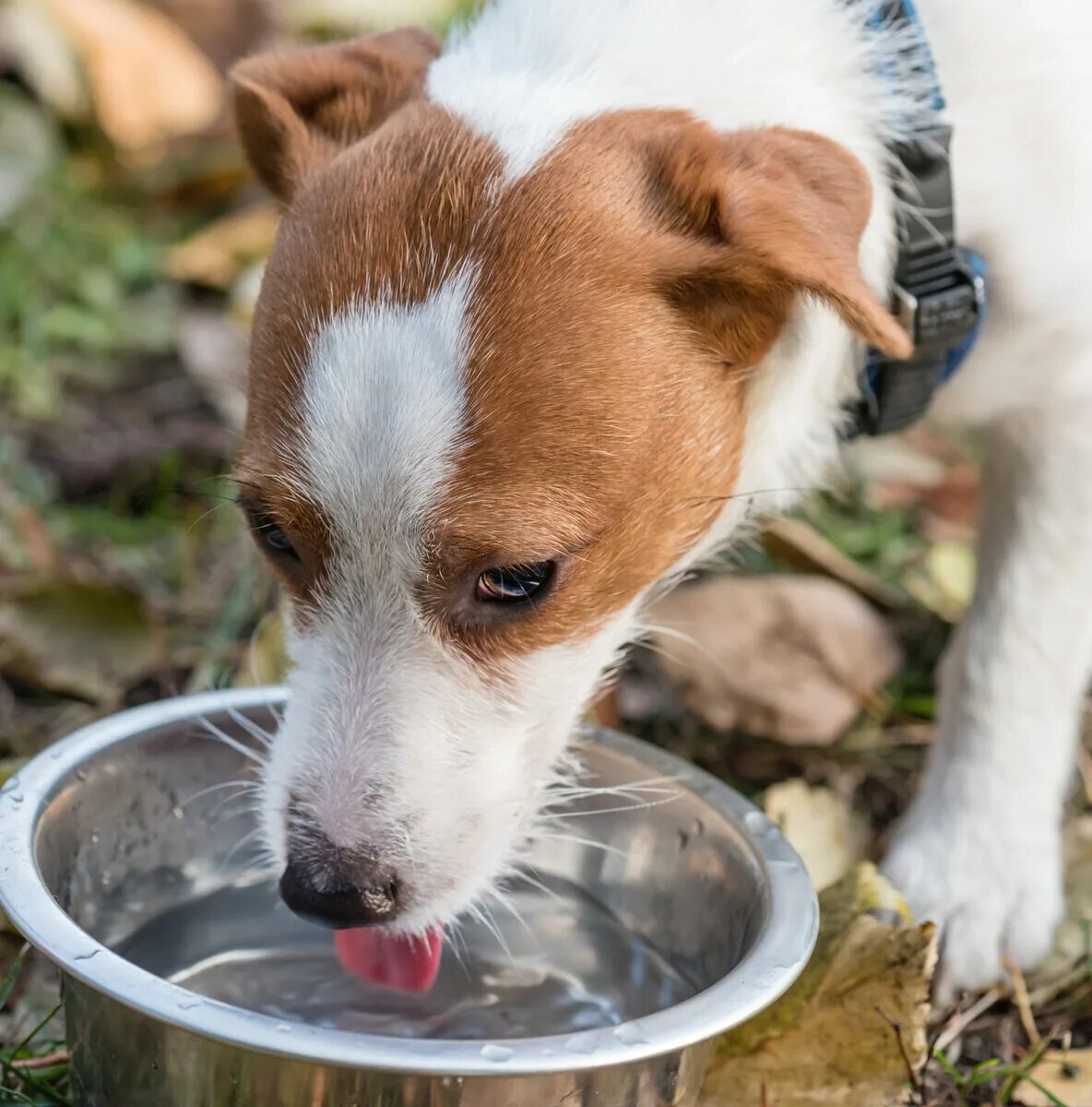 Жажда у животных. Dogs Drink Water. Outside, Dogs Drink from a Water Cup. Как выглядят питомцы