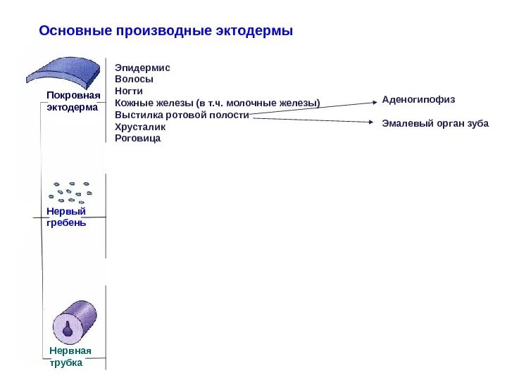 Эпидермис эктодерма