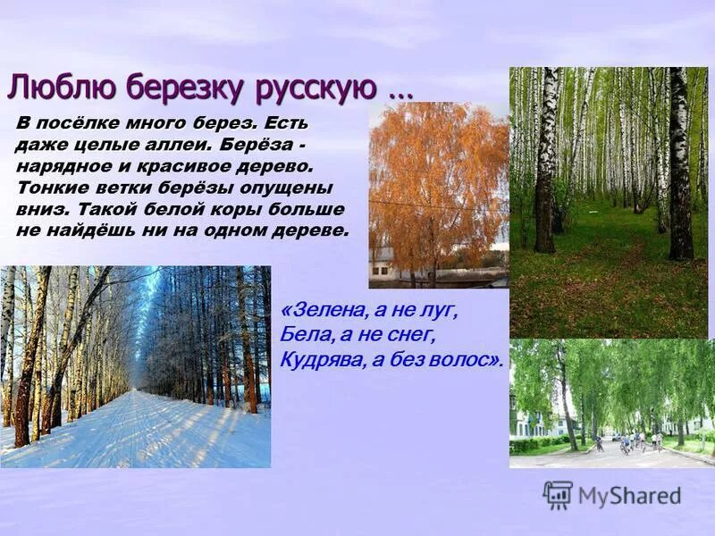 Березовая роща киров. Березовая роща пермский край. Красивая береза. Береза много берез к березам у березы. Березки.