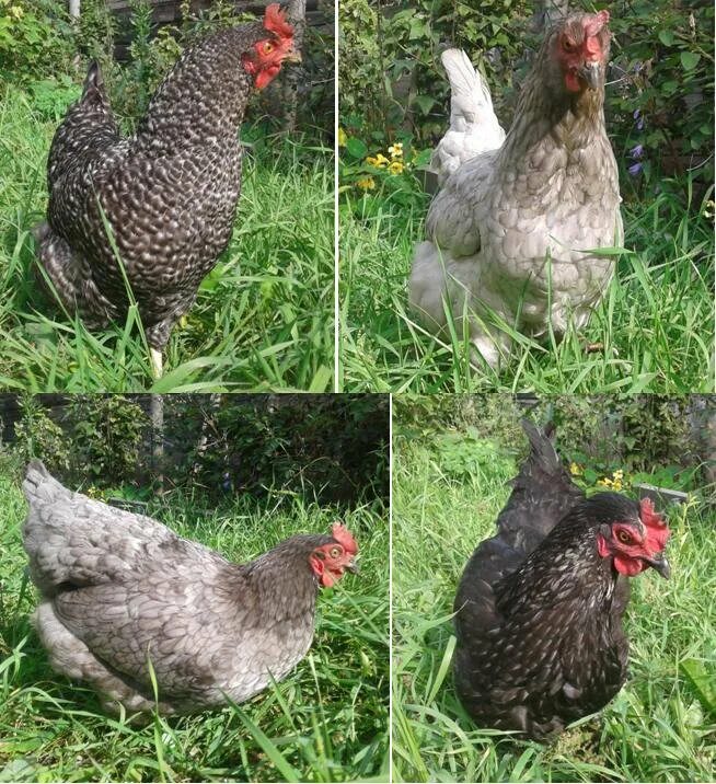 куры несушки какие лучше несутся. рацион для кур породы брама. курица и яйцо. куры несушки какие лучше несутся. ломан браун классик.